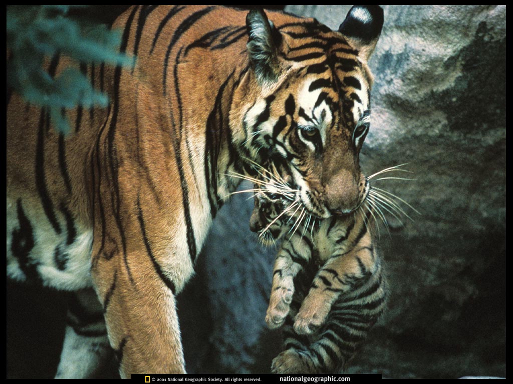 Animali (13)